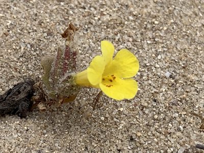 Diplacus vandenbergensis, photographed by william_hoyer