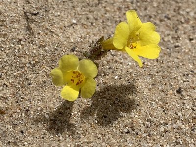Diplacus vandenbergensis, photographed by william_hoyer