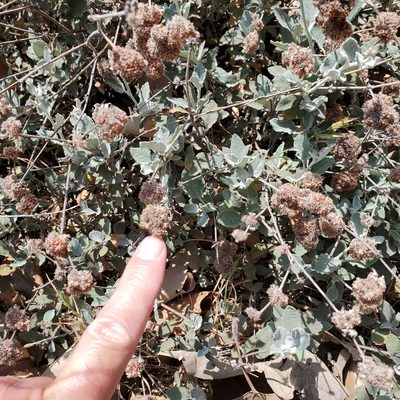 Eriogonum cinereum, photographed by Dan Horowitz
