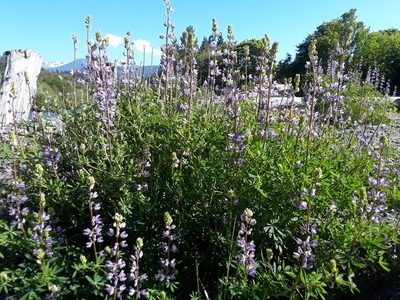 Lupinus rivularis, photographed by Alex Wilson