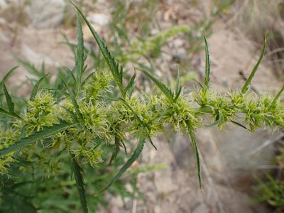 Datisca glomerata, photographed by George Williams
