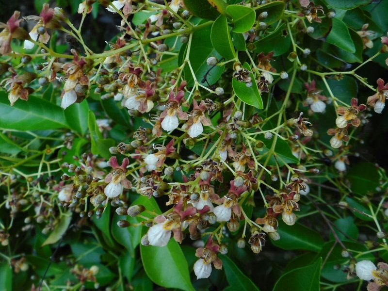 Vitex tripinnata, photographed by Eugene Popov