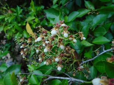 Vitex tripinnata, photographed by Eugene Popov