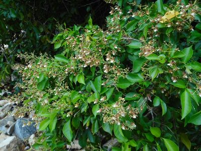 Vitex tripinnata, photographed by Eugene Popov