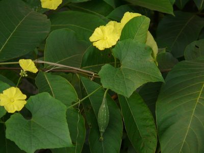 Luffa acutangula, photographed by Dinesh Valke