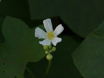 Luffa echinata, photographed by Dinesh Valke