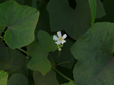 Luffa echinata, photographed by Dinesh Valke