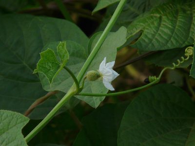 Luffa echinata, photographed by Dinesh Valke