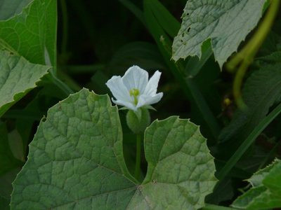Luffa echinata, photographed by Dinesh Valke