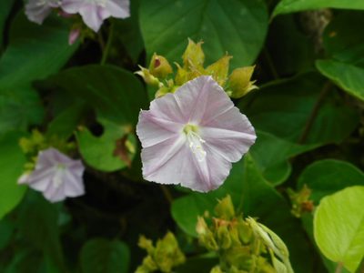 Jacquemontia paniculata, photographed by Eugene Popov