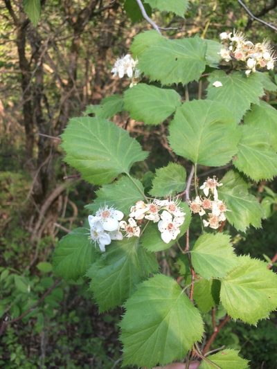 Crataegus coccinioides, photographed by Étienne Lacroix-Carignan