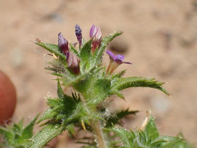 Navarretia atractyloides, photographed by George Williams