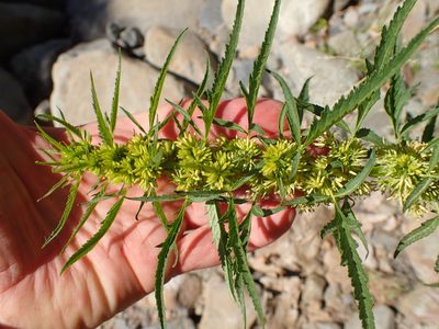 Datisca glomerata, photographed by George Williams