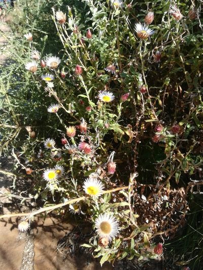 Helichrysum wilmsii, photographed by Noeleen du Toit