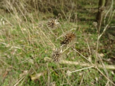 Dipsacus pilosus, photographed by Grzegorz Grzejszczak