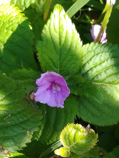 Impatiens sylvicola, photographed by Noeleen du Toit
