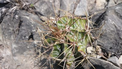 Astrophytum ornatum, photographed by Sandino Guerrero