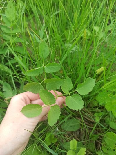 Ostericum palustre, photographed by Юлия Медведько