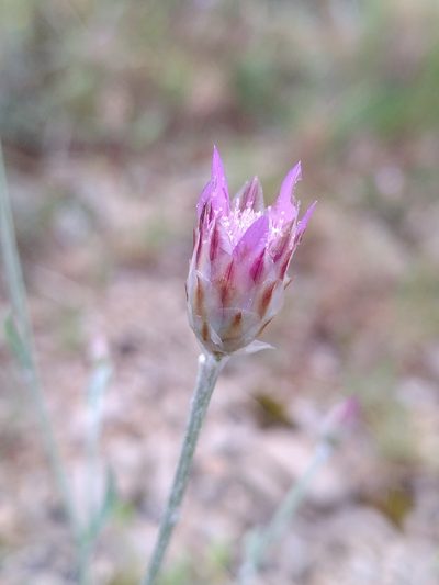 Xeranthemum inapertum, photographed by Yves Bas