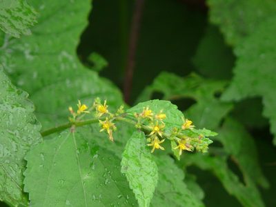 Triumfetta pentandra, photographed by Dinesh Valke