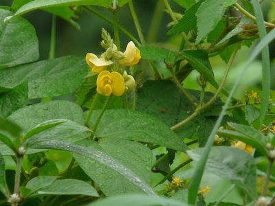 Vigna radiata, photographed by Dinesh Valke