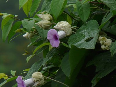 Argyreia nervosa, photographed by Dinesh Valke