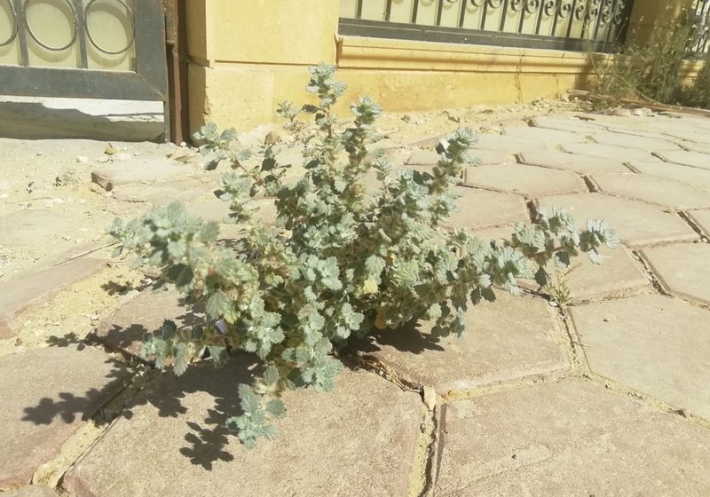 Forsskaolea tenacissima, photographed by ajott