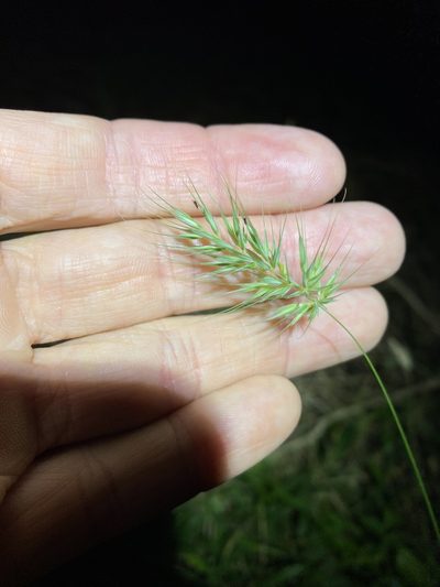Echinopogon nutans, photographed by Greg Tasney