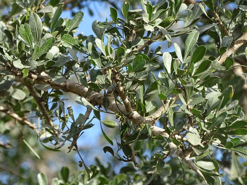Searsia longispina, photographed by Shaun Swanepoel
