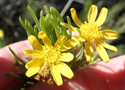 Euryops rehmannii, photographed by Peter Warren