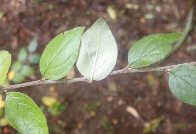 Cotoneaster franchetii, photographed by John Steel
