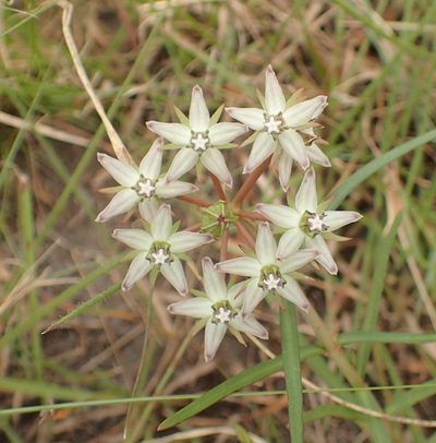 Asclepias gibba, photographed by Peter Warren