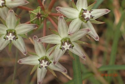 Asclepias gibba, photographed by Peter Warren