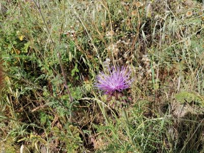 Cynara humilis, photographed by Manuel Marqués
