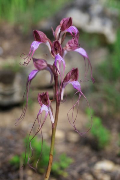 Himantoglossum comperianum, photographed by Sergey Cherkasov