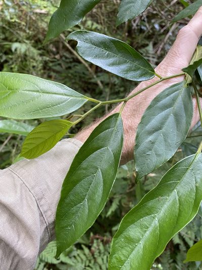 Alangium villosum, photographed by Greg Tasney