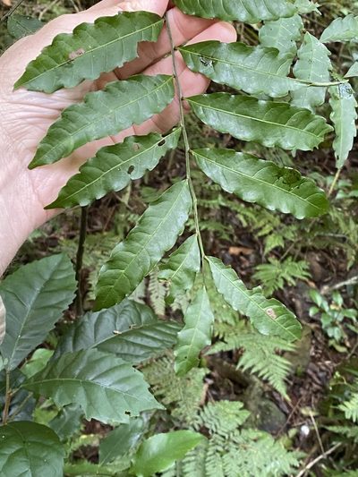 Cupaniopsis baileyana, photographed by Greg Tasney