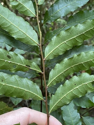 Cupaniopsis baileyana, photographed by Greg Tasney