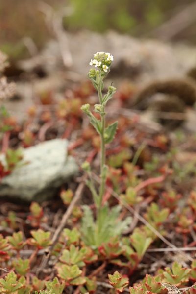 Draba lanceolata, photographed by Nina Filippova