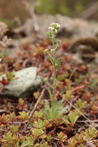 Draba lanceolata, photographed by Nina Filippova