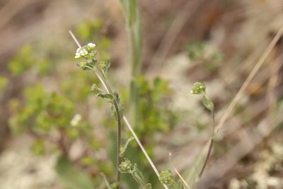 Draba lanceolata, photographed by Nina Filippova