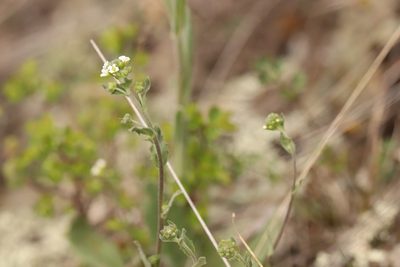 Draba lanceolata, photographed by Nina Filippova