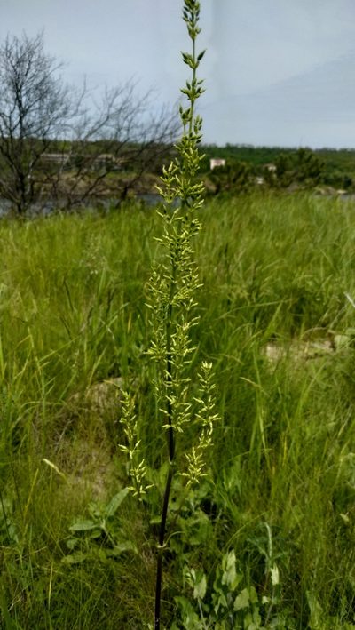 Silene chersonensis, photographed by Влад