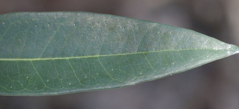 Ficus salicifolia, photographed by Alan Manson