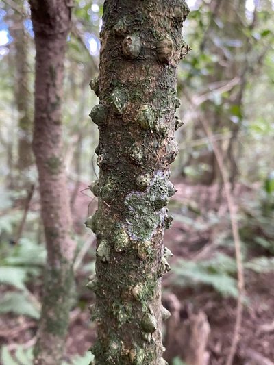 Zanthoxylum brachyacanthum, photographed by Greg Tasney