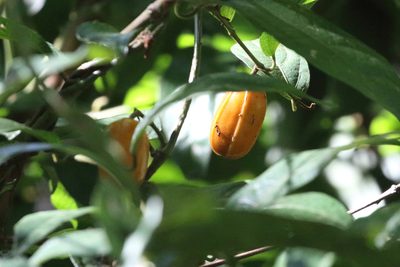 Aristolochia praevenosa, photographed by Richard Fuller