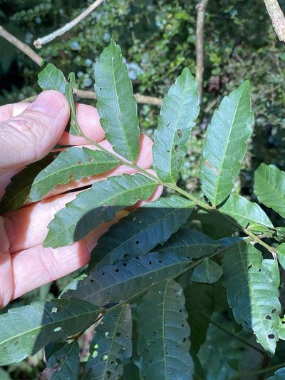 Cupaniopsis baileyana, photographed by Greg Tasney
