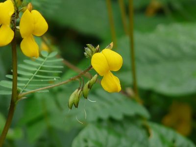 Smithia sensitiva, photographed by Dinesh Valke