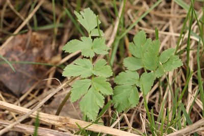 Aegopodium alpestre, photographed by Nina Filippova
