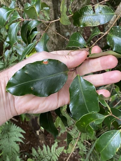 Syzygium crebrinerve, photographed by Greg Tasney